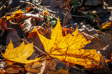 Close-up of golden autumn leaves scattered on the forest floor, illuminated by warm sunlight. Green plants add contrast, creating a vibrant fall scene.