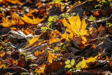 Close-up of golden autumn leaves scattered on the forest floor, illuminated by warm sunlight. Green plants add contrast, creating a vibrant fall scene.