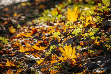 Close-up of golden autumn leaves scattered on the forest floor, illuminated by warm sunlight. Green plants add contrast, creating a vibrant fall scene.
