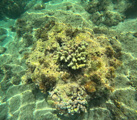 Porites porites or finger coral in caribbean sea, in guadeloupe, undersea photo