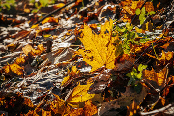 Close-up of golden autumn leaves scattered on the forest floor, illuminated by warm sunlight. Green plants add contrast, creating a vibrant fall scene.