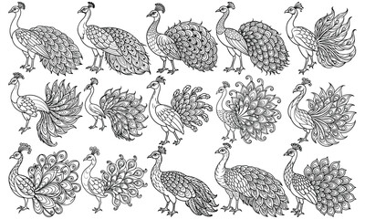 Peafowl Coloring Page for Adults featuring Detailed Line Art Design, Perfect for Relaxation and Stress Relief, Ideal for Adult Coloring Books or Printable Art Therapy Activities, High-Quality Illustra