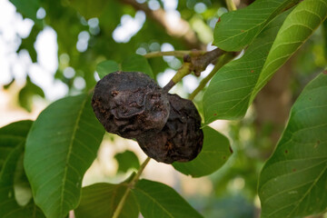 Black walnut fruit on tree branch
