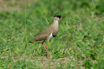 Obraz premium Vanneau couronné,.Vanellus coronatus, Crowned Lapwing, Afrique du Sud