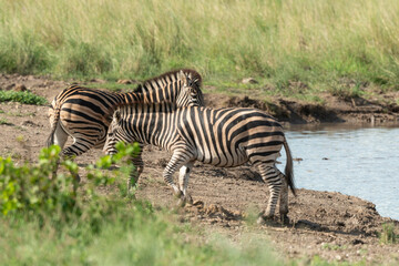 Zèbre de Burchell,.Equus quagga burchelli, Parc national Kruger, Afrique du Sud