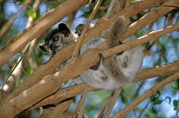 Lémurien, Lépilemur à pattes blanches, Lepilemur leucopus, Madagascar