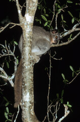 Lémurien, Lépilemur à pattes blanches, Lepilemur leucopus, Madagascar