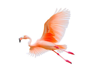 A flying pink flamingo isolated on a transparent background