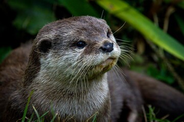 Oriental small-clawed Otter