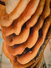 A huge natural beehive. The bees built a natural beehive on a tree. Many bees are nesting in the hive. A natural beehive.