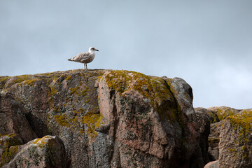 Gull standing on large rocks against a blue sky for use as a background