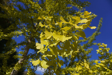 Ginkgo leaves against a clear blue sky. The unique fan-shaped leaves of the ginkgo tree, also known as the maidenhair tree, are often prized for their unique leaf shape.