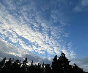 blue sky in the forest with clouds
