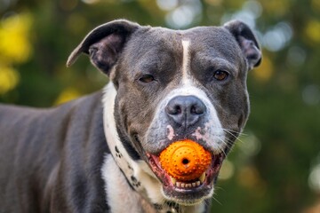 Close-up of dog's head. One blue American staffordshire terrier. Amstaff, stafford. Toy in the...