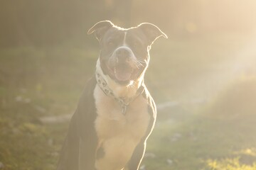 Portrait of dog with open mouth. One blue American staffordshire terrier. Amstaff, stafford.