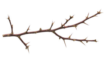 Close-up of single brown thistle plant with green leaves. Side angle view shows stem extending from bottom left to top right. Stark isolated transparent background makes thistle focal point. Cut out.