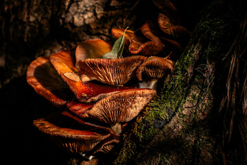 Close-up of Wild Mushrooms Growing on a Tree Trunk in Forest