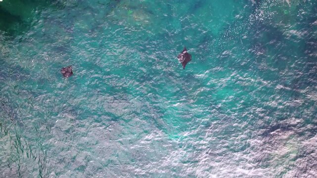 Raie Manta nage dans la mer au travers des rayons du soleil vu du ciel, Indon&eacute;sie, Bali, Asie