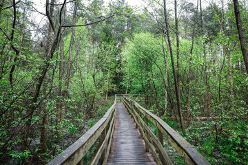 wooden bridge in the forest