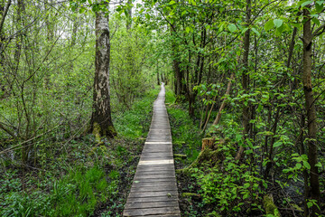 Fototapeta premium wooden bridge in the forest