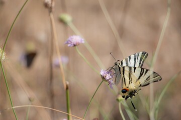 Papillon