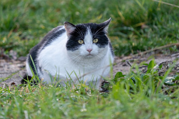 eine Hauskatze wartet an einer Wiese auf Beute