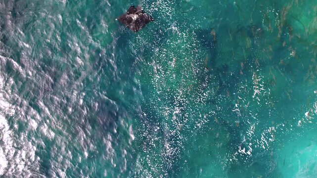 Raie Manta nage dans la mer au travers des rayons du soleil vu du ciel, Indon&eacute;sie, Bali, Asie