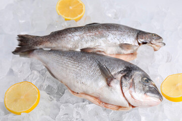 Sea food. Fresh raw fish and lemons on ice cubes