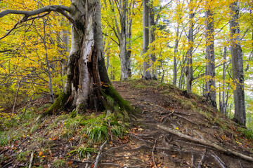 Autumn forest with a large tree trunk, exposed roots, and golden leaves. The scenic woodland path highlights the vibrant colors and textures of the fall season