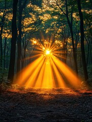 Obraz premium Golden sunbeams lighting forest path at sunrise