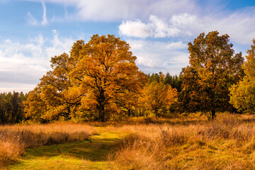 Bright autumn scene with large trees