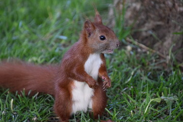 eichhörnchen stehend