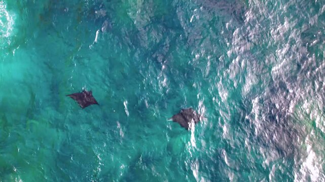 Raie Manta nage dans la mer au travers des rayons du soleil vu du ciel, Indon&eacute;sie, Bali, Asie