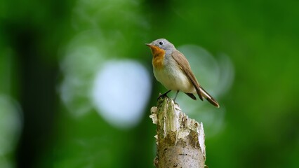 Red Breasted Flycatcher Bird Tree Natural Habitat