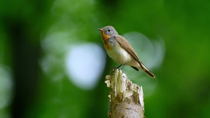 Red Breasted Flycatcher Bird Tree Natural Habitat