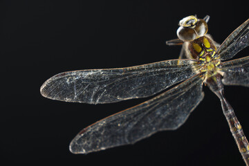 Beautiful dragonfly on black background, macro view