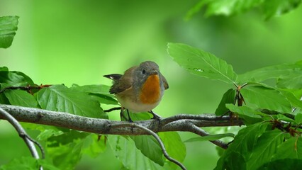 Red Breasted Flycatcher Bird Tree Natural Habitat