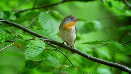 Red Breasted Flycatcher Bird Tree Natural Habitat