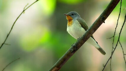 Red Breasted Flycatcher Bird Tree Natural Habitat