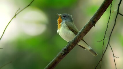 Red Breasted Flycatcher Bird Tree Natural Habitat