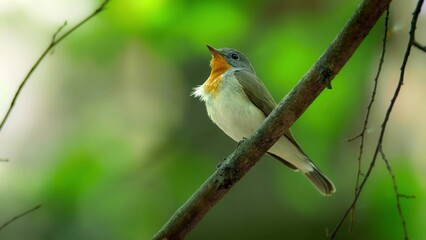 Red Breasted Flycatcher Bird Tree Natural Habitat