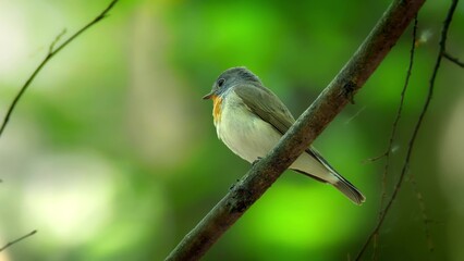 Red Breasted Flycatcher Bird Tree Natural Habitat