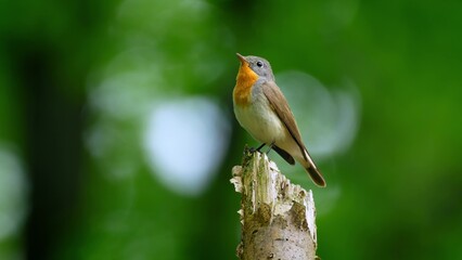 Red Breasted Flycatcher Bird Tree Natural Habitat