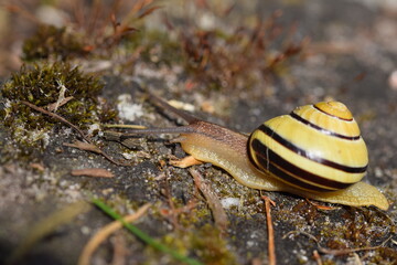 hain-bänderschnecke
