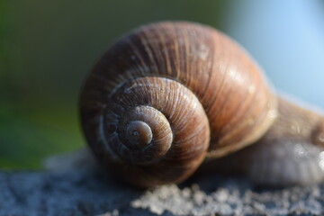 schneckenhaus einer weinbergschnecke