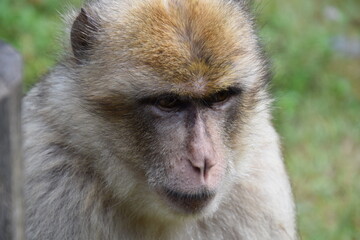 portrait eines berberaffen