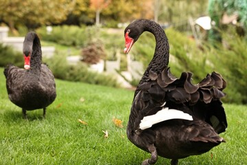 Beautiful black swans on green grass outdoors
