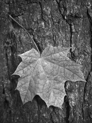 a bright maple leaf as a silhouette in front of a dark tree trunk with cracked bark, black and white photo suitable as background or wallpaper, copy space