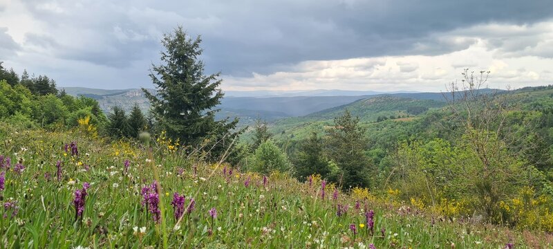 Orchid&eacute;es sur les pentes du mont Aigoual face causse M&eacute;jean (parc national des C&eacute;vennes)