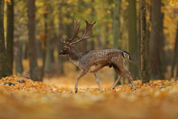 Daniel © Bartosz Rakoczy